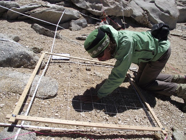 Scientist collects data at a Sequoia National Park alpine monitoring site.