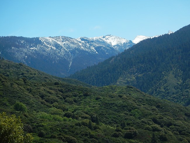 Chaparral shrub vegetation in foreground, conifer forests and peaks in background