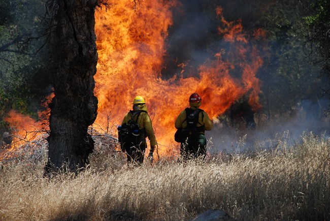 firefighters observe a brush fire