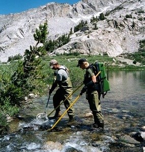 Electrofishing stream in Sequoia and Kings Canyon National Parks