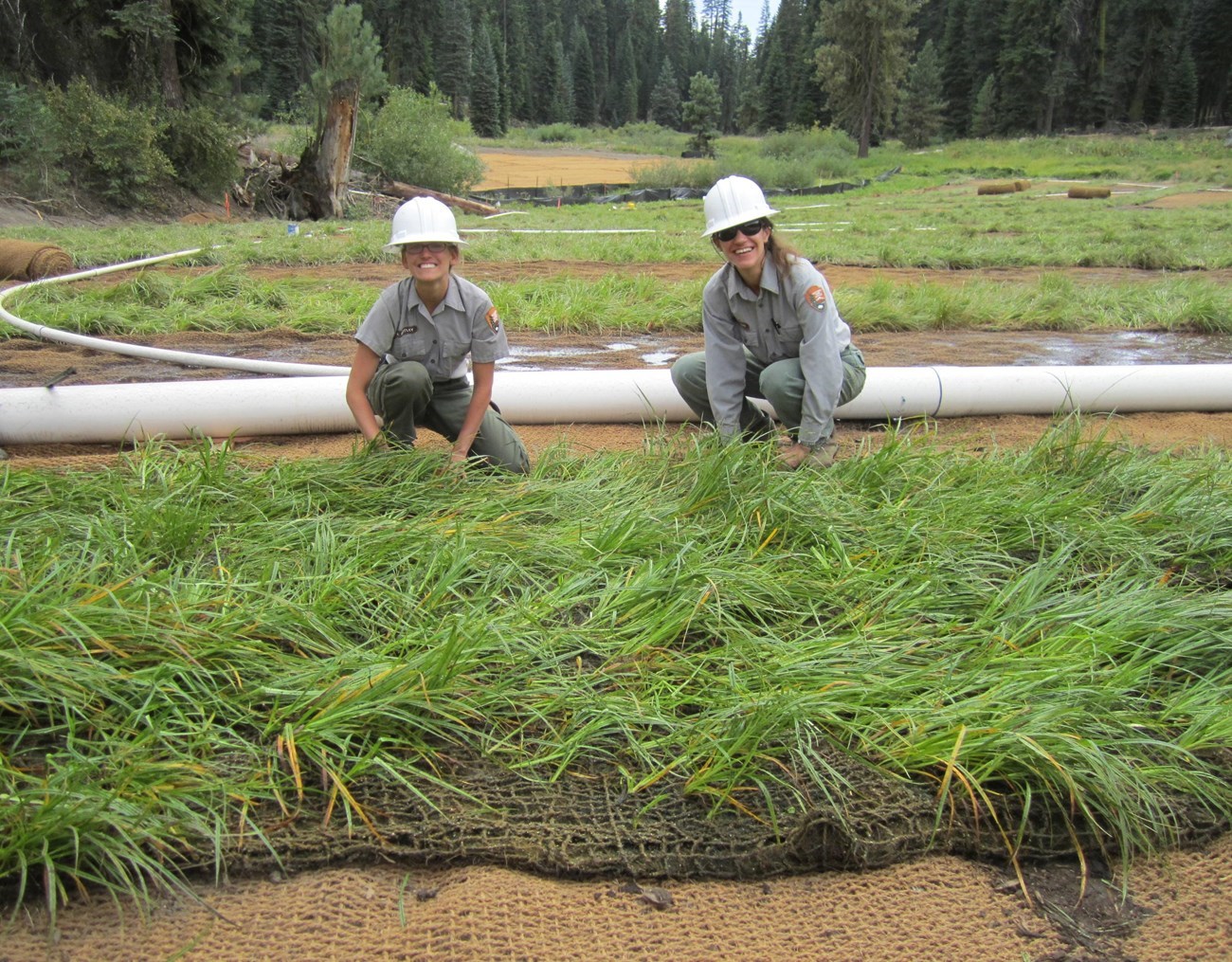 Two women in NPS uniforms and hardhats kneel in front of birght green, newly planted wetland plants in a large mountain meadow in process of being restored.