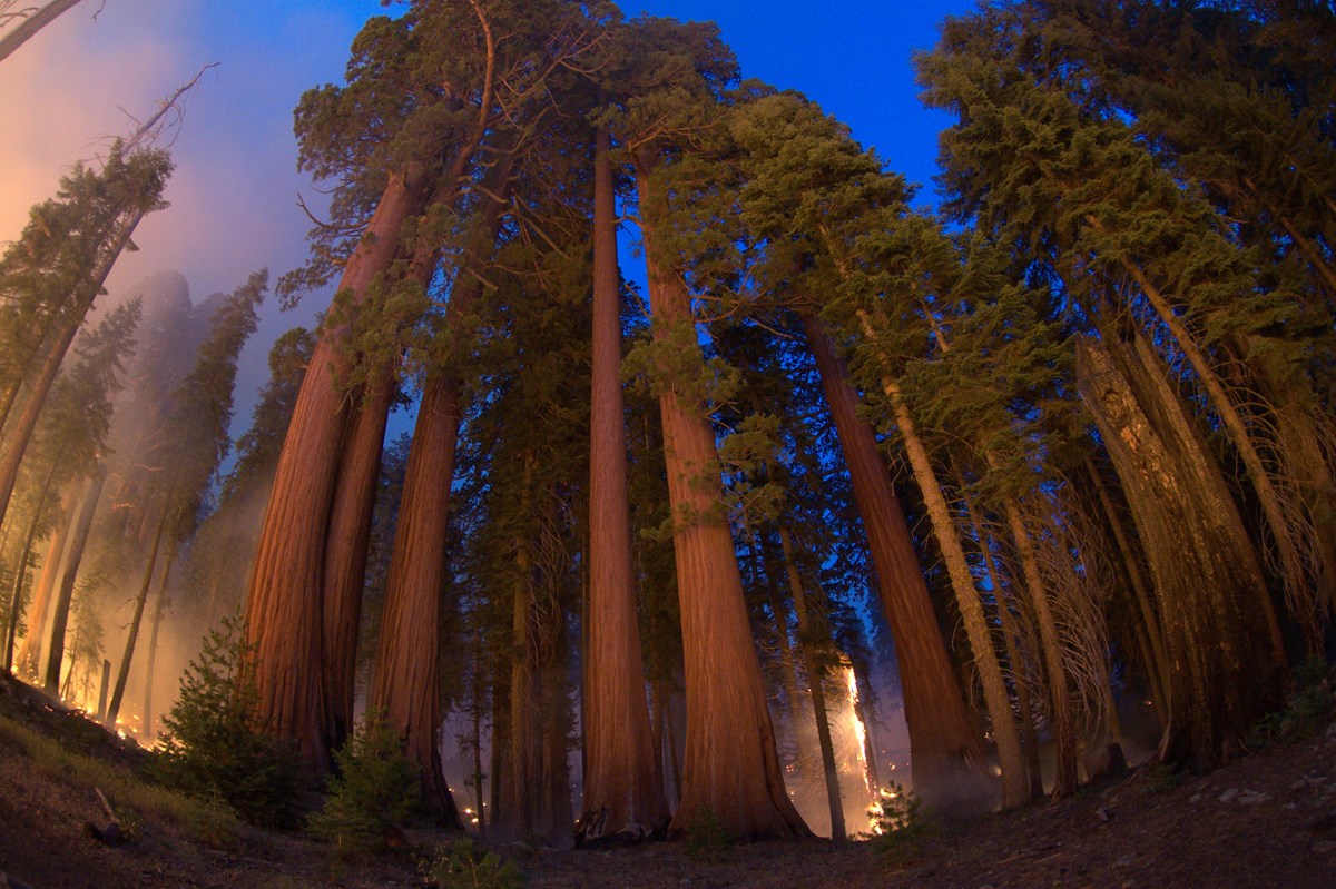 Wide angle photo showing a group of giant sequoias (from base to tree tops) and the glow of a fire burning behind them.