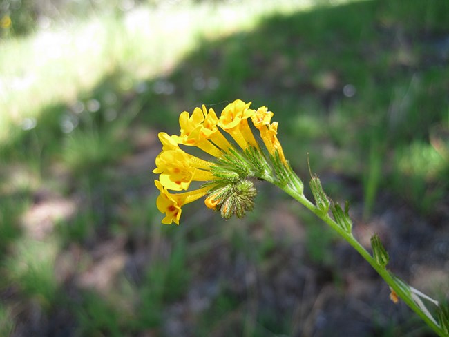 Closeup of fiddleneck flower