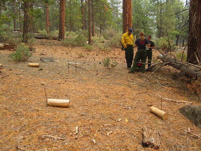 Three Fire Monitors in a pine forest prepare to weigh fuel moisture samples - different sizes and diameters of wood that are used to measure changes in fuel moisture over time.