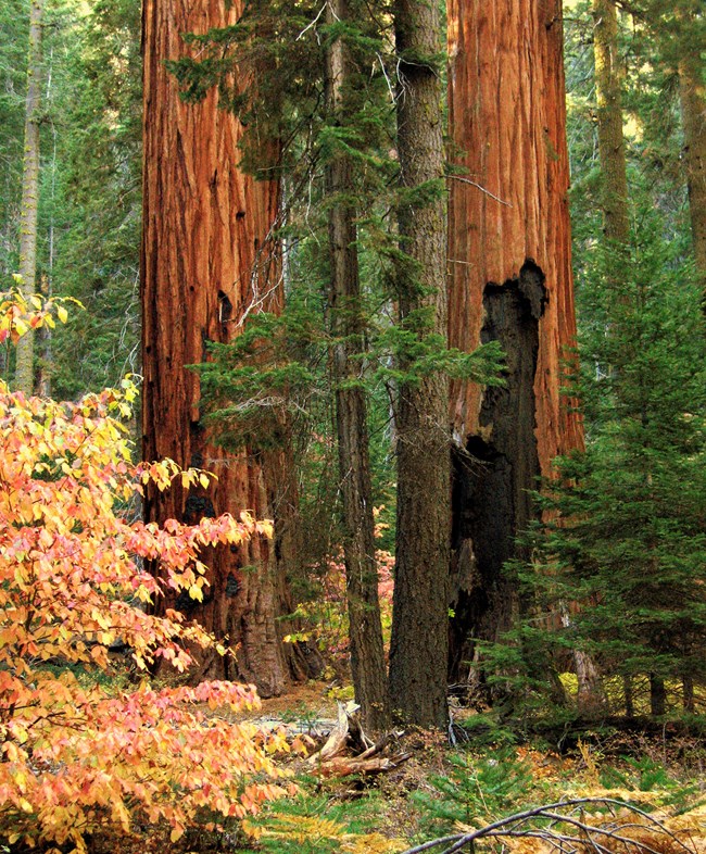 Two giant sequoias (one with fire scar) and nearby shrubs with golden/red autumn color