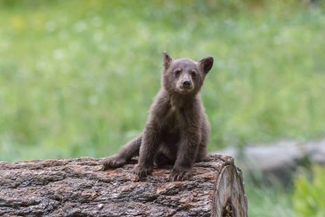 A bear cub sits on a log in a meadow