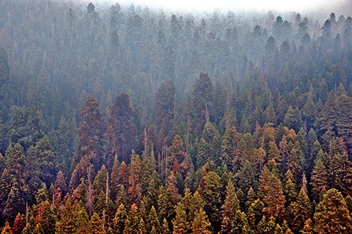 An aerial view of a grove of giant sequoia trees partially burned and brown from fire damage.