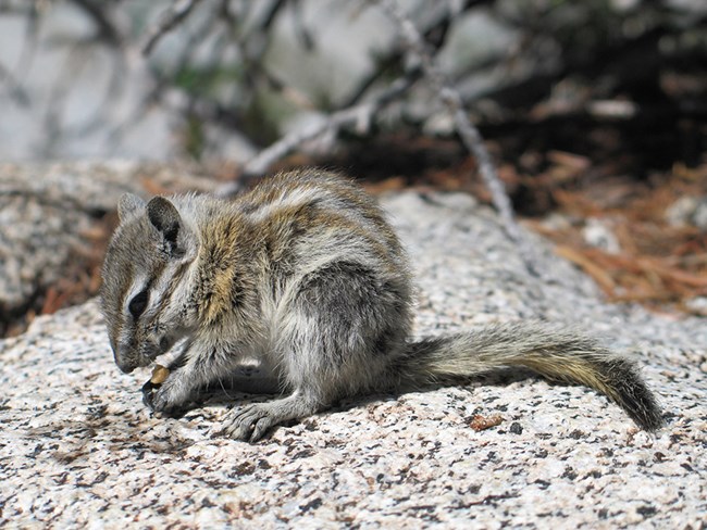 Alpine chipmunk in the Sierra Nevada