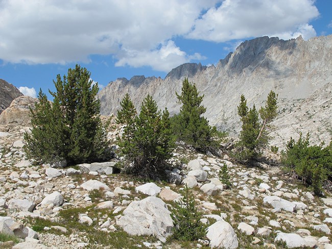 Whitebark pine in Kings Canyon National Park