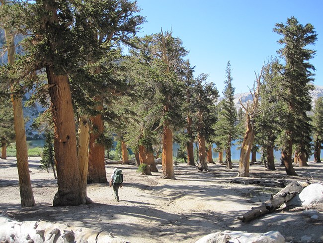 Hiker walks through foxtail pine stand in Sequoia National Park.