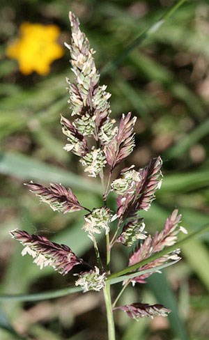 The flowering stalk of reed canary grass