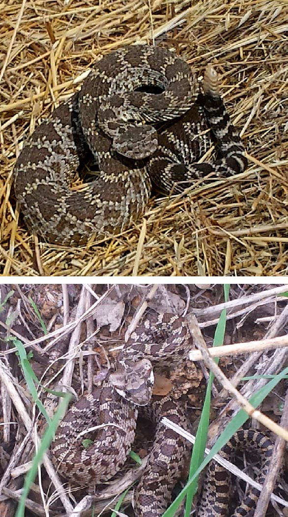 Western rattlesnake (above) and gopher snake (below).