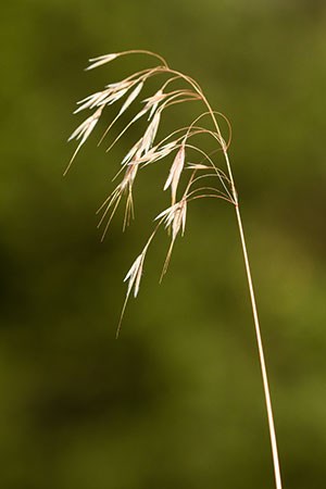The flowering stalk of cheatgrass
