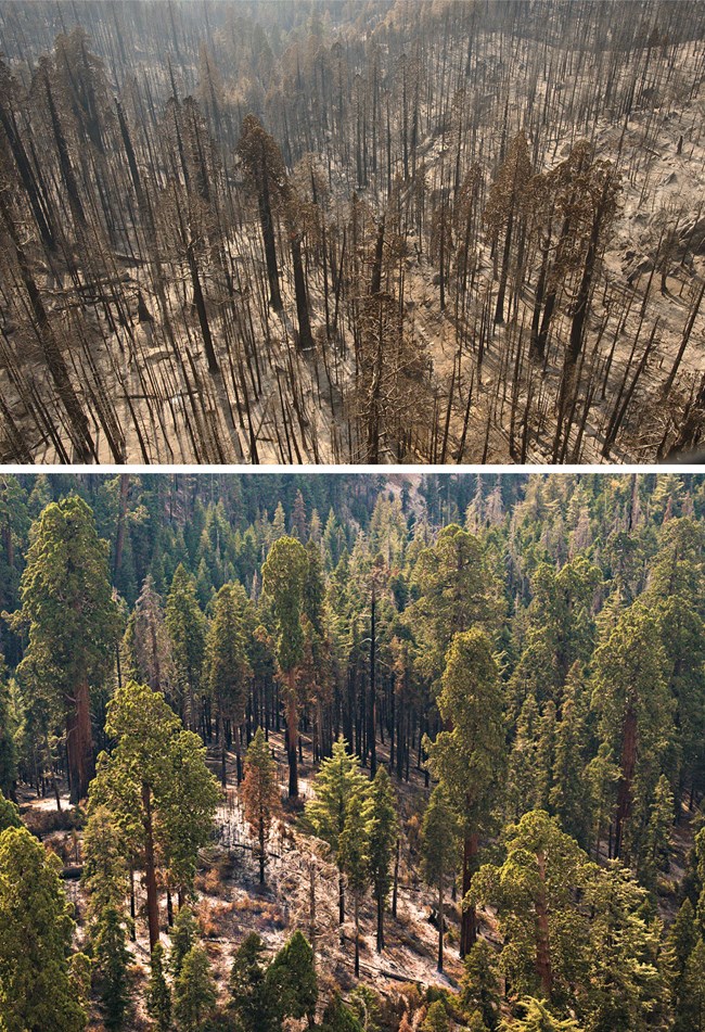 Upper photo: Aerial view of a large area of fire-killed sequoias. Lower: Aerial view of a giant sequoia grove with most sequoias still alive and few fire-killed trees.