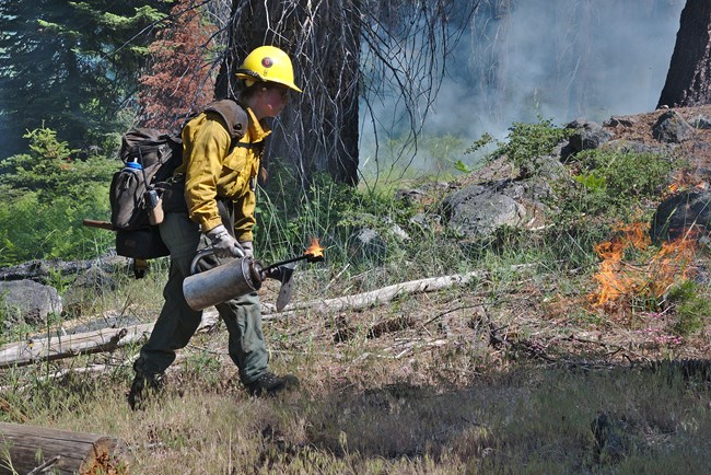 Woman wearing nomex firefighting clothing and a hardhat carries a driptorch to ignite understory shrubs, grasses and small trees on fire as part of a prescribed burn in a  conifer forest.