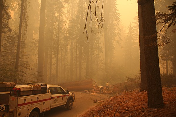 A White fire engine stops in a smoke-filled roadway that is blocked by a fallen sequoia tree.