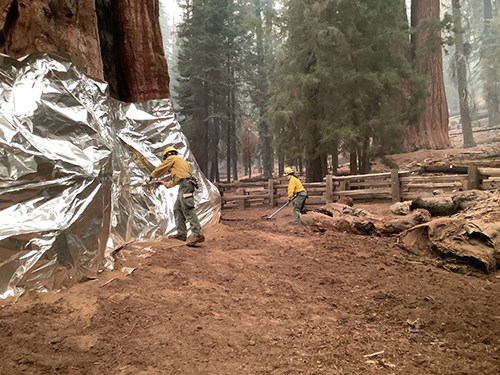 a firefighter rakes material away from the base of the General Sherman Tree