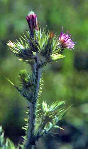 Italian thistle flowering head and spiny stems