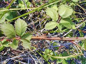 Himalayan blackberry leaves and ridged stem