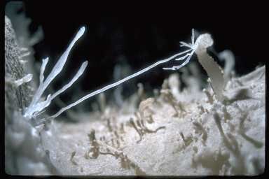 Delicate, string-like formation stretches from one stone to another