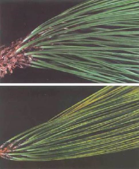 Healthy pine needles are shown in upper image, and unhealthy needles (with yellow mottling from ozone damage) are shown in lower image.