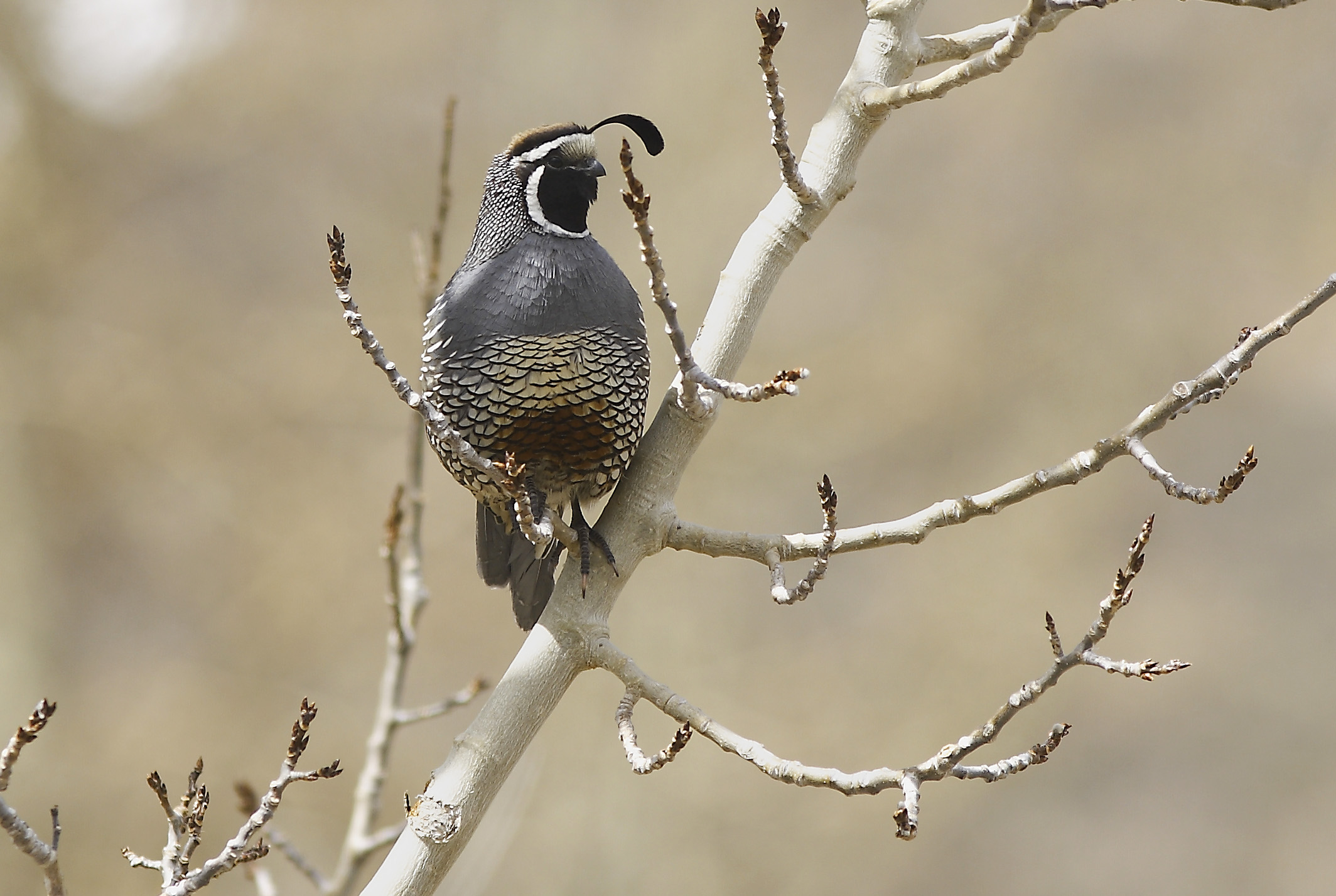 California Quail