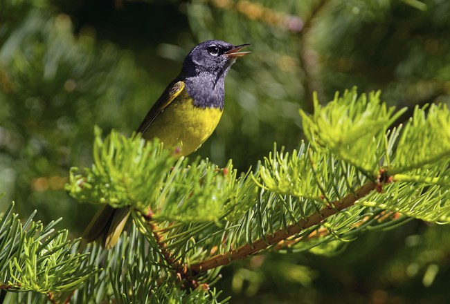 Small bird with grey head and yellow breast perched in conifer tree.