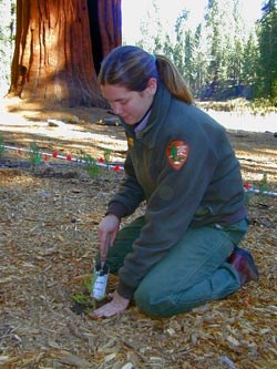 Park biologist plants a giant sequoia seedling.