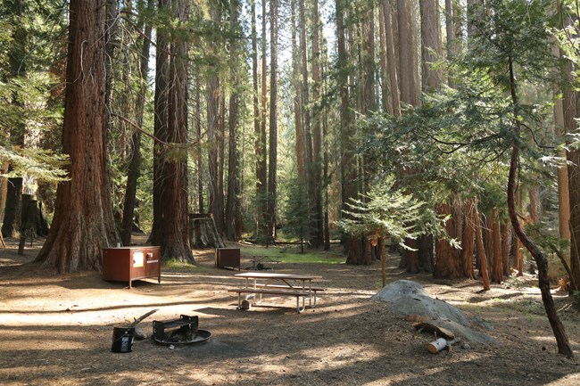 Campsites in a forest clearing.