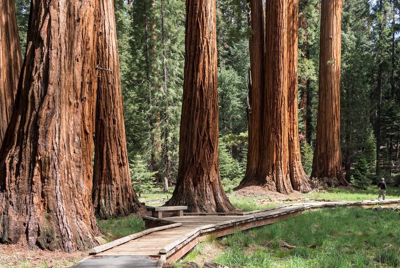 A visitor walks down a wooden platform in a meadow surrounded by sequoia trees.