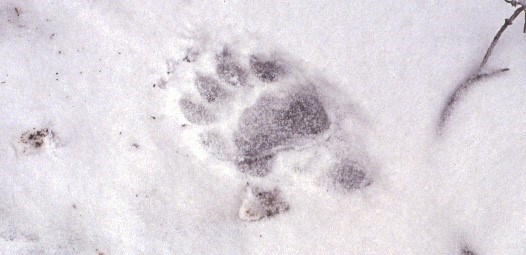 Large bear tracks are visible in the snow.