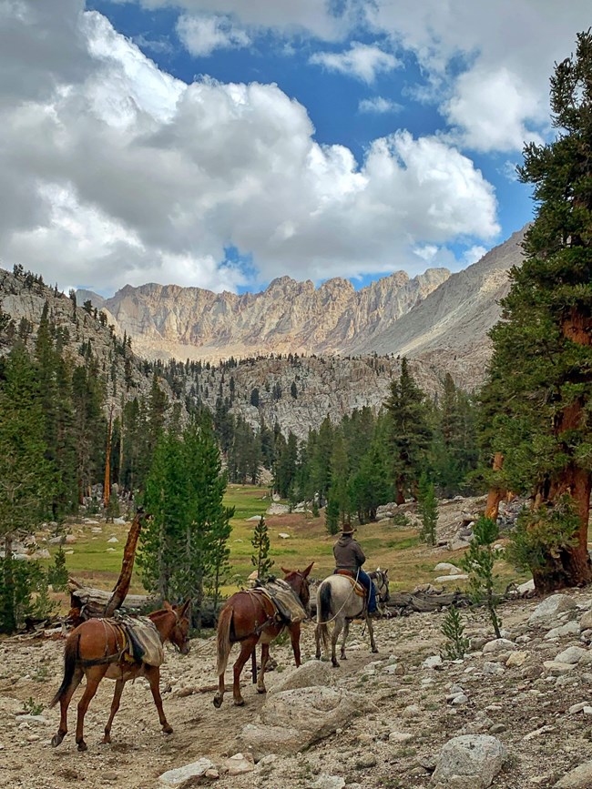 Horses and mules carrying gear into the mountains.