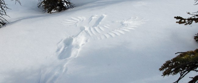 A raptor (owl?) left its wing prints in the snow after catching a small mammal, White Mountains National Recreation Area, Alaska