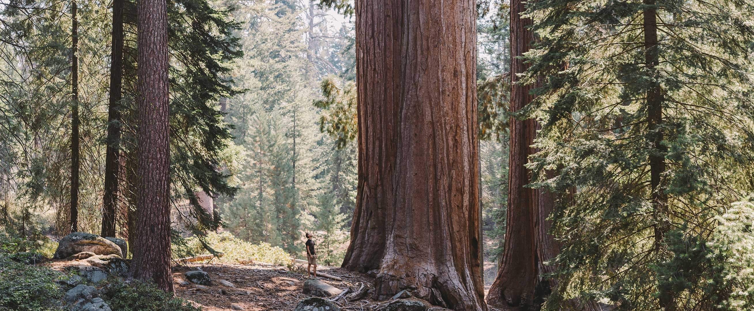 Person looks up at a giant red tree panorama.