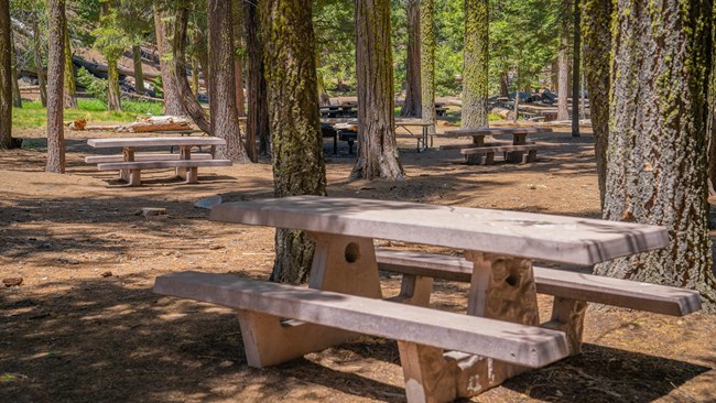 A set of picnic tables around large trees.