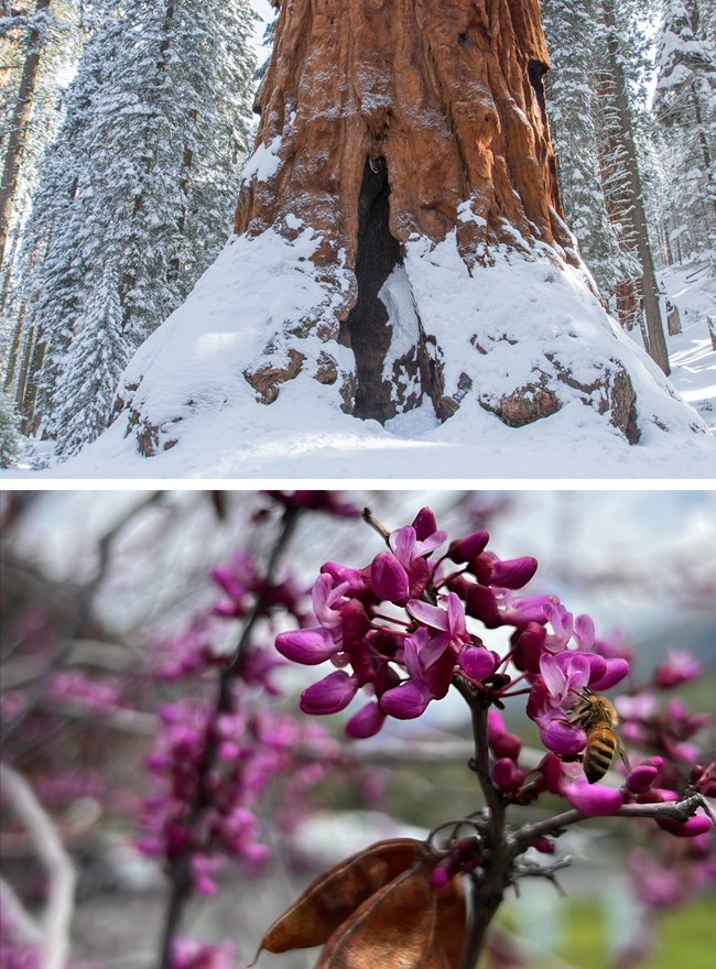 A white line separates the top and bottom halves of the image. The bottom half shows a close-up image of pink-purple flowers with a bee sitting on one flower. The top half of image shows a large giant sequoia trunk partially covered with snow