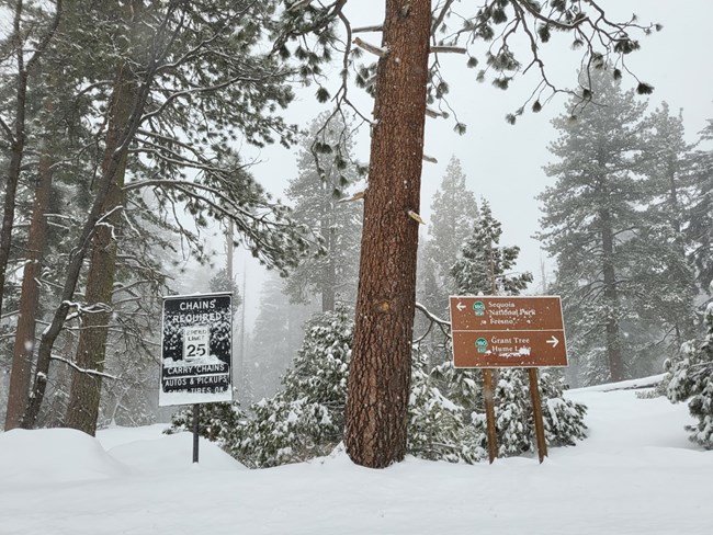 Road signs in a snowy forest