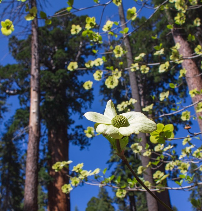 Large white flowers of a dogwood tree bloom, with giant red tree trunks of sequoias in the background.