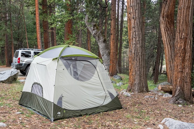 An image of a green tent set up in a forested campground in Kings Canyon National Park.