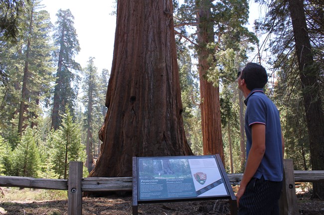A visitor gazes up at a giant sequoia.