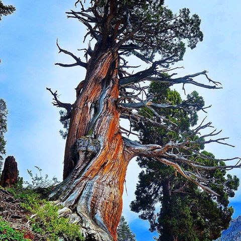 A weathered juniper tree