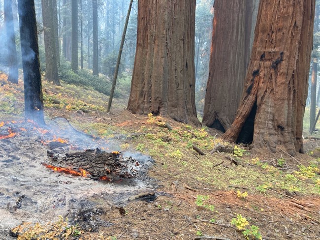 A low intensity fire burns woody debris on the forest floor in the Muir Grove.