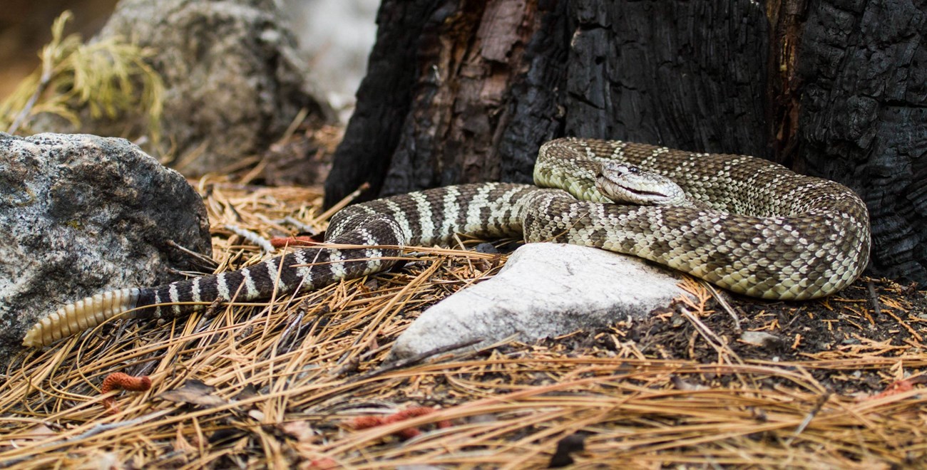 Rattlesnakes can be found at nearly any elevation in these parks but are most common in the foothills.
