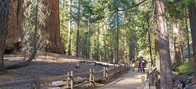The Grant Tree Trail is a paved, easy trail through a spectacular sequoia grove.