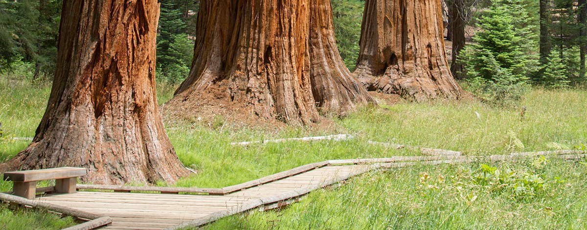a wooden boardwalk through a sequoia grove