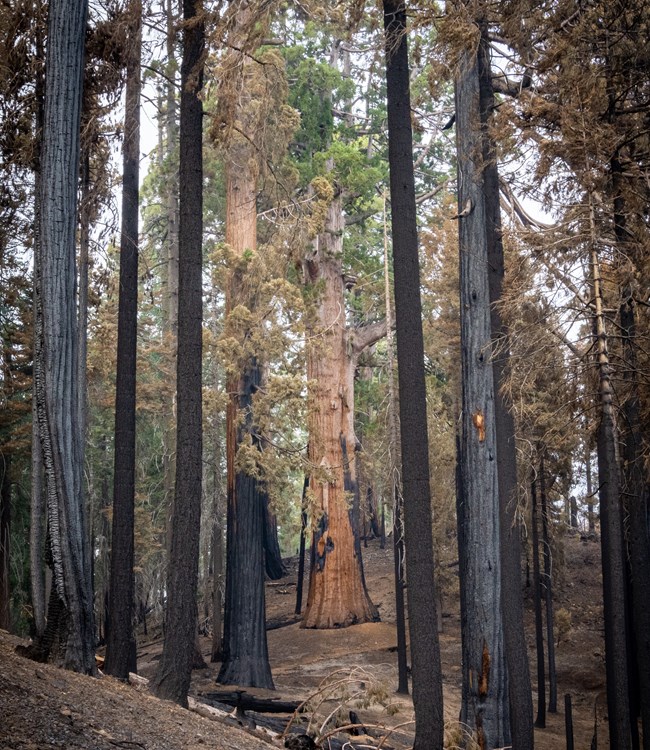 View through fire-killed giant sequoia of a large sequoia that is still alive.