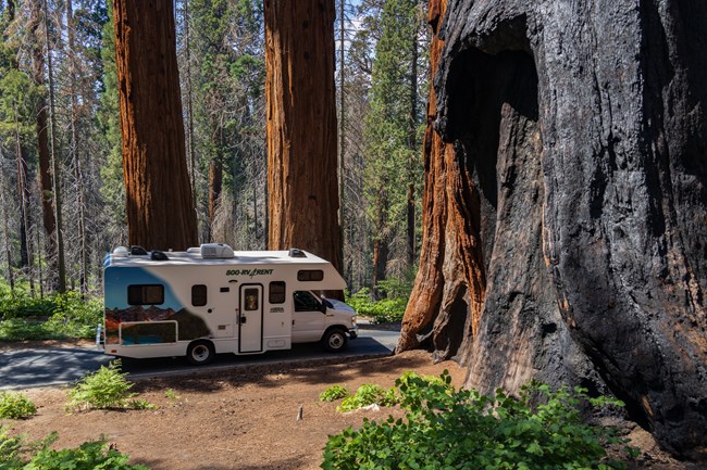 An RV drives through a group of sequoia trees.