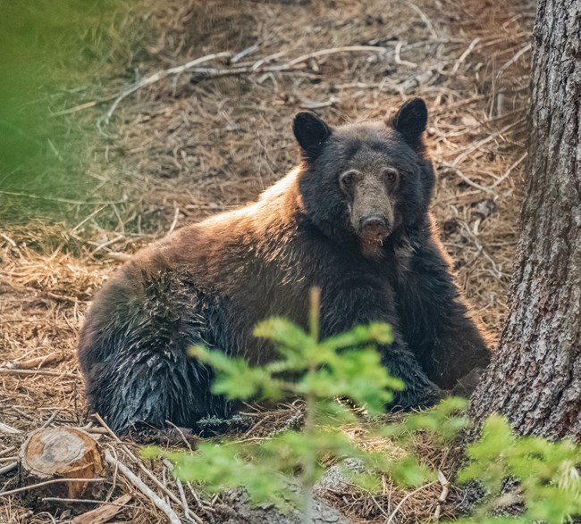A black bear sitting under a tree.