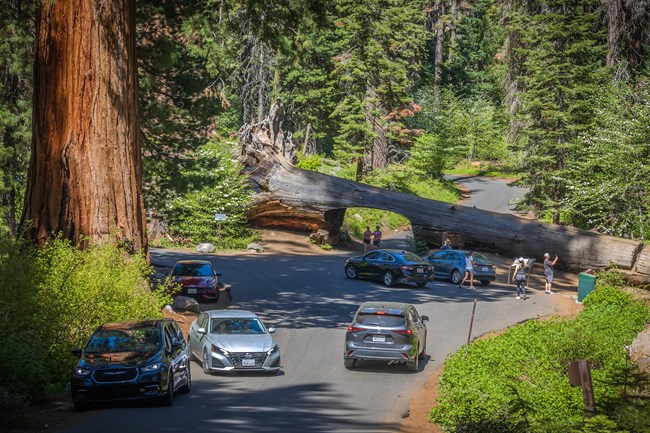 A group of cars and people surrounding a fallen sequoia tree.