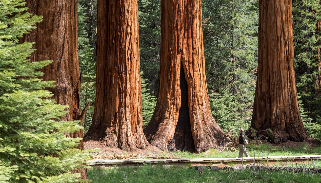 A visitor walking on a boardwalk past giant sequoia trees.